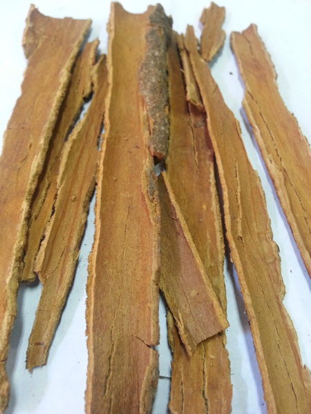 Cassia Sticks