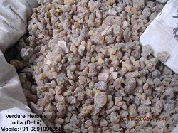 Boswellia Serrate Extract