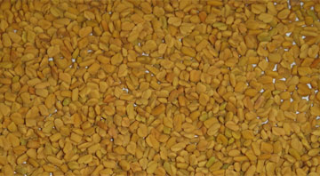 Fenugreek