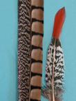 Lady Amherst Pheasant Tail Feathers