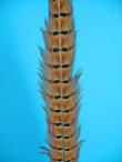 Pheasant tail feathers