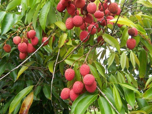 litchi plants