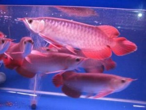 super red arowana fish for sale and many others