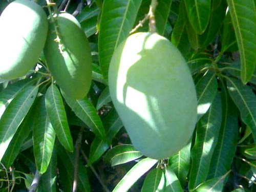 Unripe Kesar Mango
