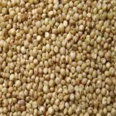 Sorghum Seeds