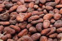Roasted Cocoa Beans