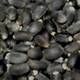 Jatropha Seeds