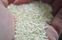 sesame seeds
