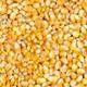 yellow corn