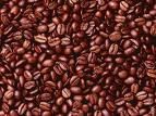 robusta coffee beans