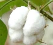 raw cotton