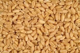 Gori Wheat Seeds