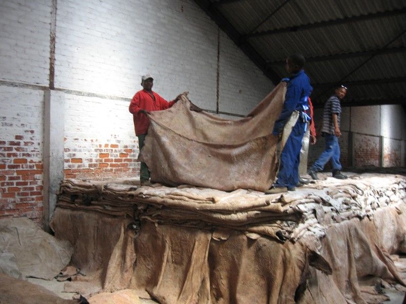 Wet Blue Salted Hide