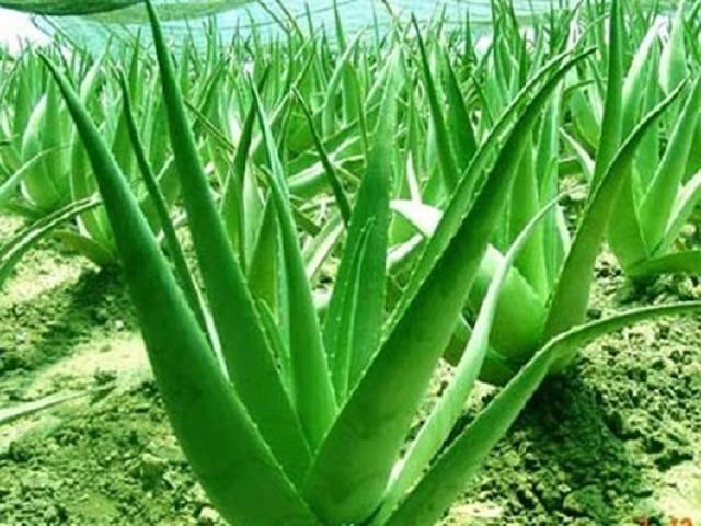 Madhav Aloe Vera Plant, Grade : Barbadensis miller (highbrid)