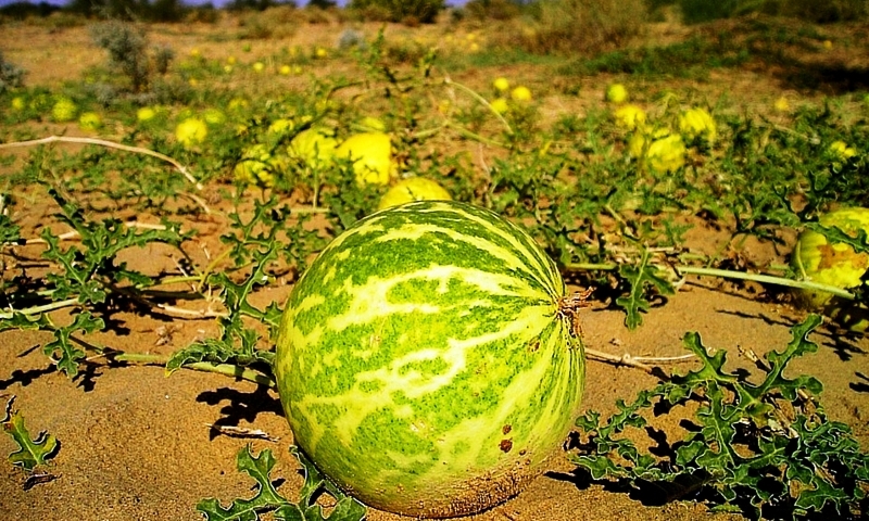 Madhav Indrayan Fruit