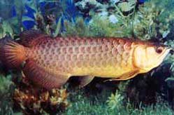 arowana fish