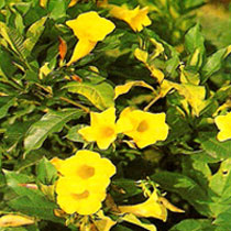 Allamanda Shrub Plant
