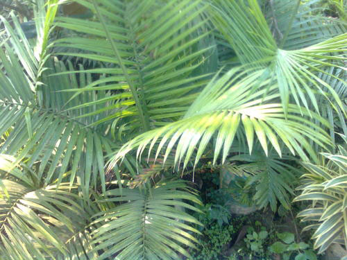 Ravenea Palm Plants