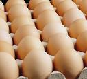 fresh hatching chicken eggs