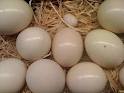 fresh ostrich eggs