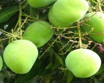 Natural Keshar Mango
