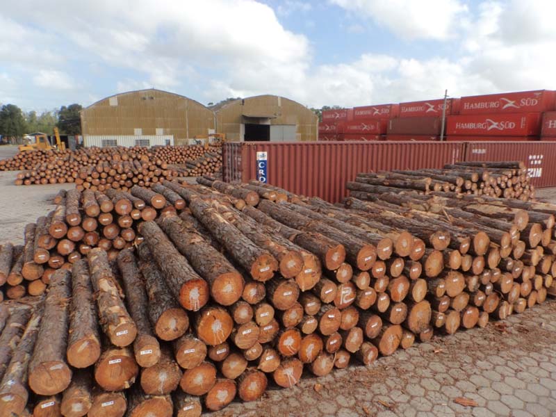 Pine Logs from Brasil Buy Pine Logs Argentina from Sonia Tanus. Find
