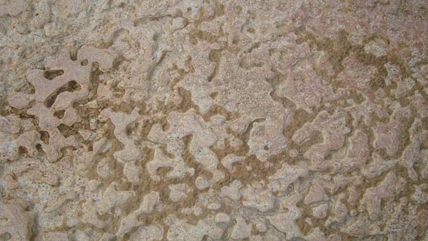 Fossil Limestone 02
