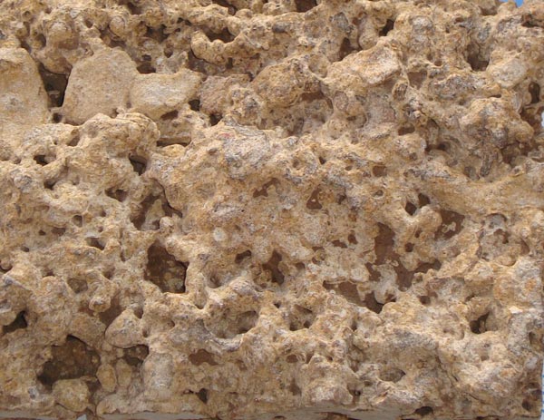 Fossil Limestone 04