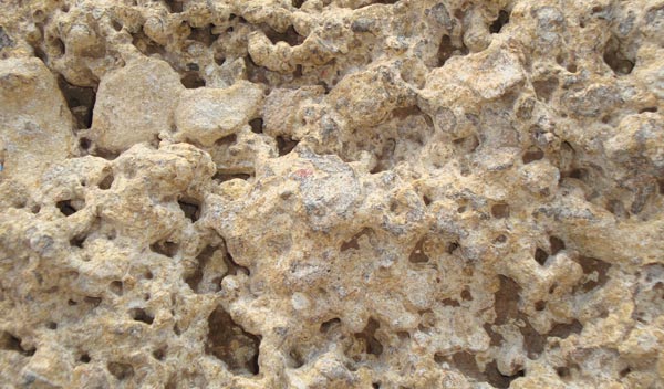 Fossil Limestone 05
