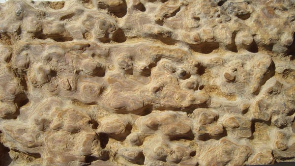 Fossil Limestone 06