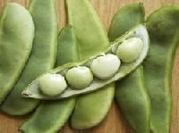 hyacinth beans