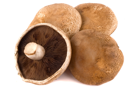 portobello mushroom