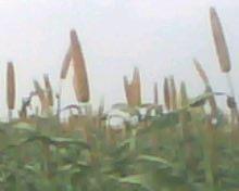 Pearl Millet