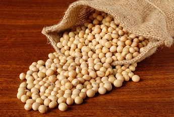 soyabean