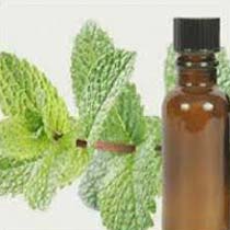 Mentha Citrata Oil