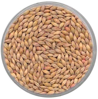 barley seeds