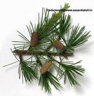 Cedarwood Oil