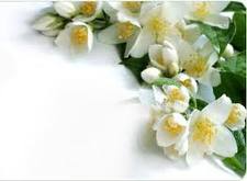 Jasmine Oil(for Soap Candle,Perfumes)