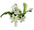 Tuberose Oil(for Soap,Candle,Perfumes)