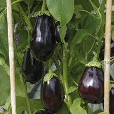 Fresh Aubergine