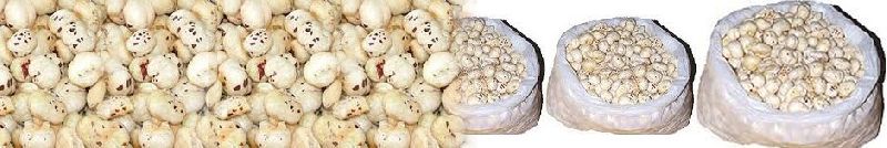 Euryale Ferox/Ferox Nut