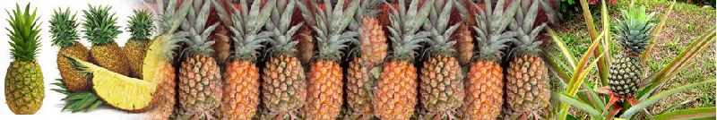 Fresh Pineapple