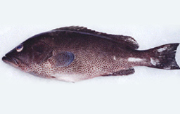 Hamoor Fish