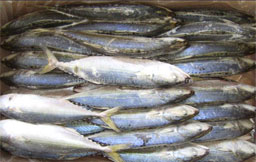 indian mackerel fish
