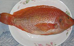 Indian Tilapia Fish