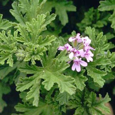 geranium oil