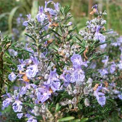 rosemary oil