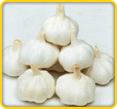 himachal garlic