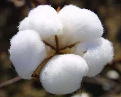 Raw cotton