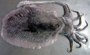Cuttlefish Whole Round